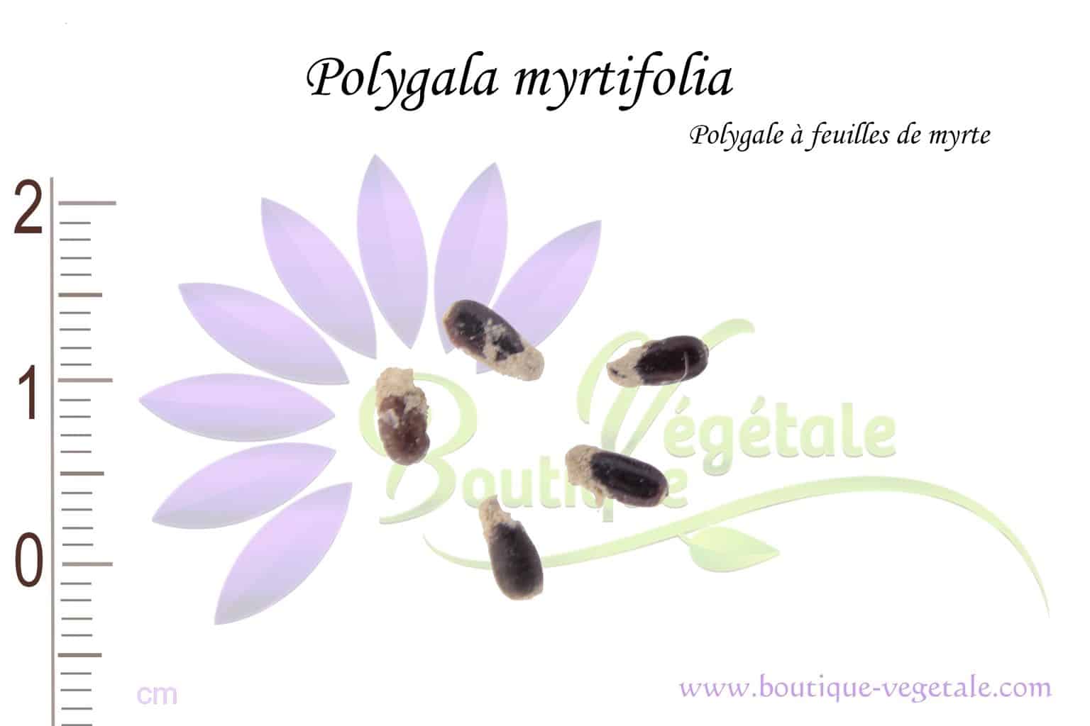 Graines de Polygala myrtifolia, Polygala myrtifolia seeds