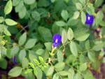 Fleurs et feuilles de Clitoria ternatea, Pois bleu