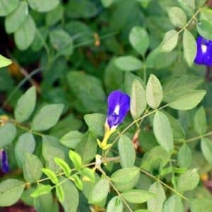 Fleurs et feuilles de Clitoria ternatea, Pois bleu