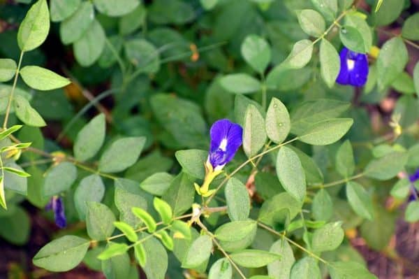 Fleurs et feuilles de Clitoria ternatea, Pois bleu