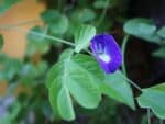 Clitoria ternatea - Pois bleu