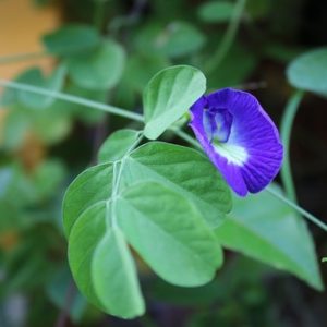 Clitoria ternatea - Pois bleu