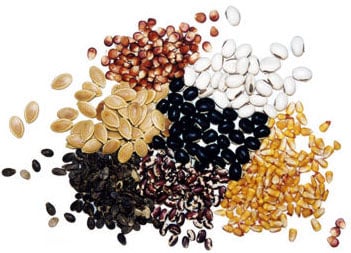 Graines et semences de plantes du monde entier - Boutique Végétale