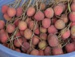 Litchies - Lytchee fruits