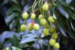 Fruits de litchi chinensis