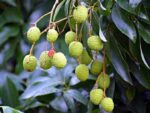 Fruits de litchi chinensis