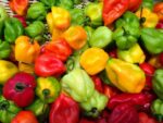 Piments antillais, Capsicum chinense Habanero, fruits de piment anitllais, graines de piment antillais