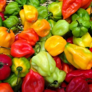 Piments antillais, Capsicum chinense Habanero, fruits de piment anitllais, graines de piment antillais