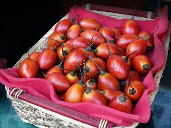 Tamarillo - Fruits de l'arbre à tomates