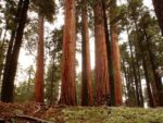 Sequoiadendron giganteum