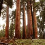 Sequoiadendron giganteum