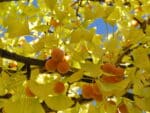 Ginkgo Biloba, Graines de Ginkgo biloba, semences Ginkgo biloba