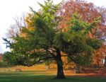 Ginkgo Biloba - Arbre aux écus
