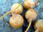 Ginkgo Biloba - Arbre aux écus