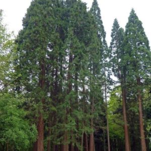 Sequoiadendron giganteum - Vue générale