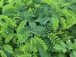 Tamarindus indica - Feuillage