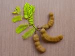 Tamarindus indica - Fruits et feuilles