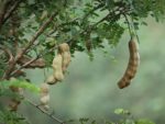 Tamarindus indica, Tamarinier - Infrutescence