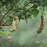 Tamarindus indica, Tamarinier - Infrutescence