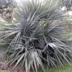 Nannorrhops Arabica