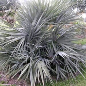 Nannorrhops Arabica