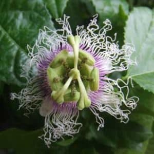 Passiflora Edulis - Fleur