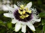 Passiflora edulis f. flavicarpa - Fleur de Grenadille jaune