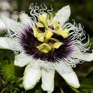 Passiflora Edulis - Fleur