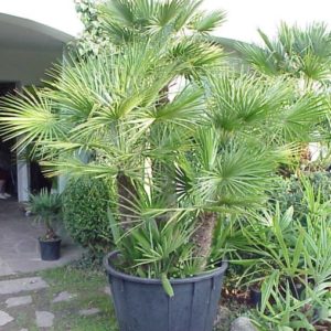 Chamaerops Humilis