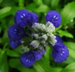 Salvia Farinacea - Sauge bleue