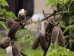 Bombax Ceiba - Fruits