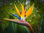 Strelitzia Reginae - Fleur