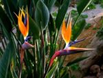 Strelitzia Reginae - Inflorescence
