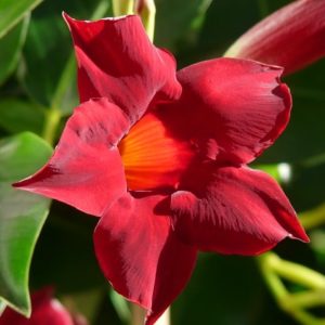 Mandevilla - Dipladenia