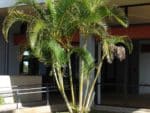 Areca - Dypsis Lutescens