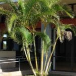 Areca - Dypsis Lutescens