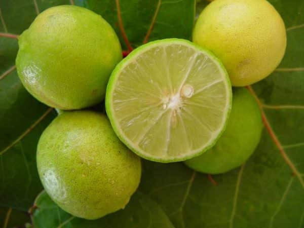 Citrus aurantifolia - Citron Galet - Lime