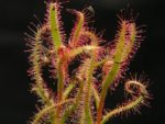 Drosera Cistiflora Mauve