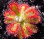 Drosera Trinervia