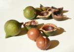 Noix de Macadamia - Noix du Queensland
