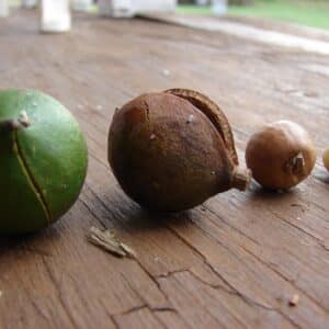 Macadamia ternifolia, Noix de Macadamia, Noix du Queensland