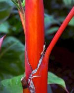 Cyrtostachys Renda - Palmier rouge