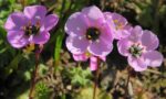 Drosera Cistiflora Mauve