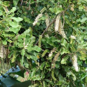 Macadamia ternifolia, Floraison du Noix de Macadamia, Noix de Macadamia ternifolia