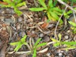 Semis Macadamia Ternifolia, Noix de Macadamia, Noyer du Queensland