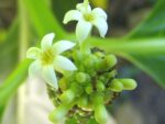 Morinda citrifolia, Fleurs de Noni, Graines de Morinda citrifolia, Graines de Noni