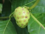 Morinda citrifolia, Fruits de Noni, Graines de Morinda citrifolia, Graines de Noni