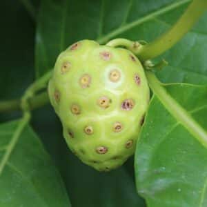 Morinda citrifolia, Fruits de Noni, Graines de Morinda citrifolia, Graines de Noni