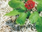 Graines de Panax ginseng, graines de Korean ginseng