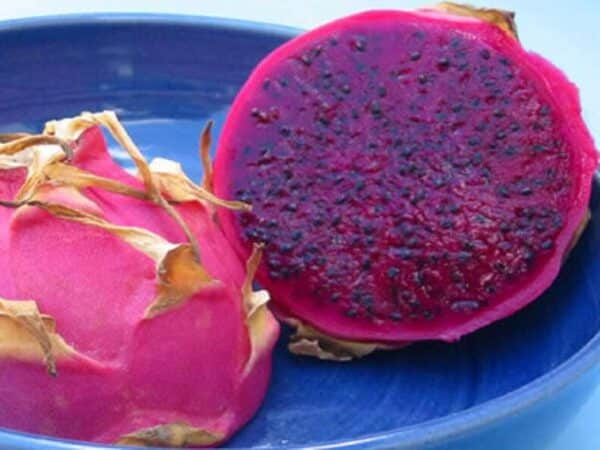 Pitaya Rouges Plant de Hylocereus purpusii - Pitaya rouge - Boutique Végétale